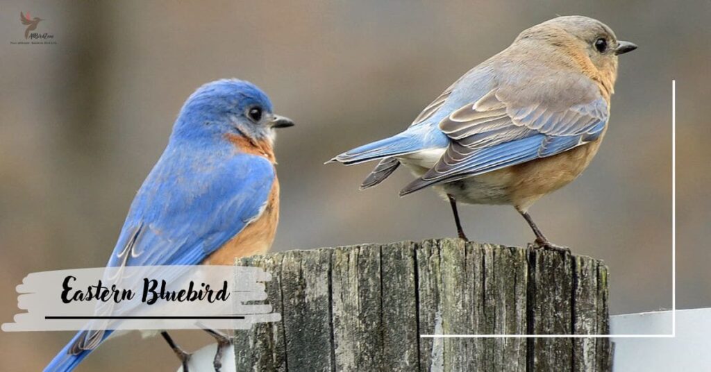 Eastern Bluebird