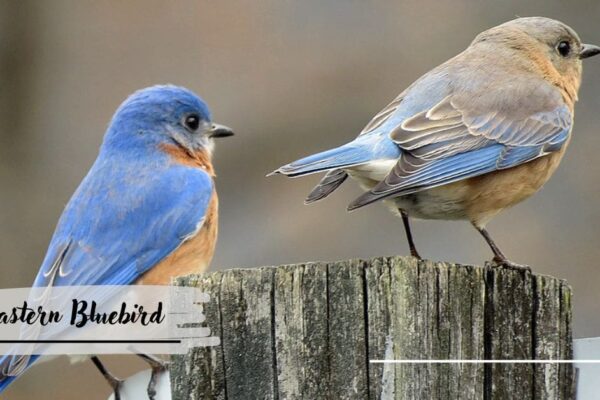 Eastern Bluebird