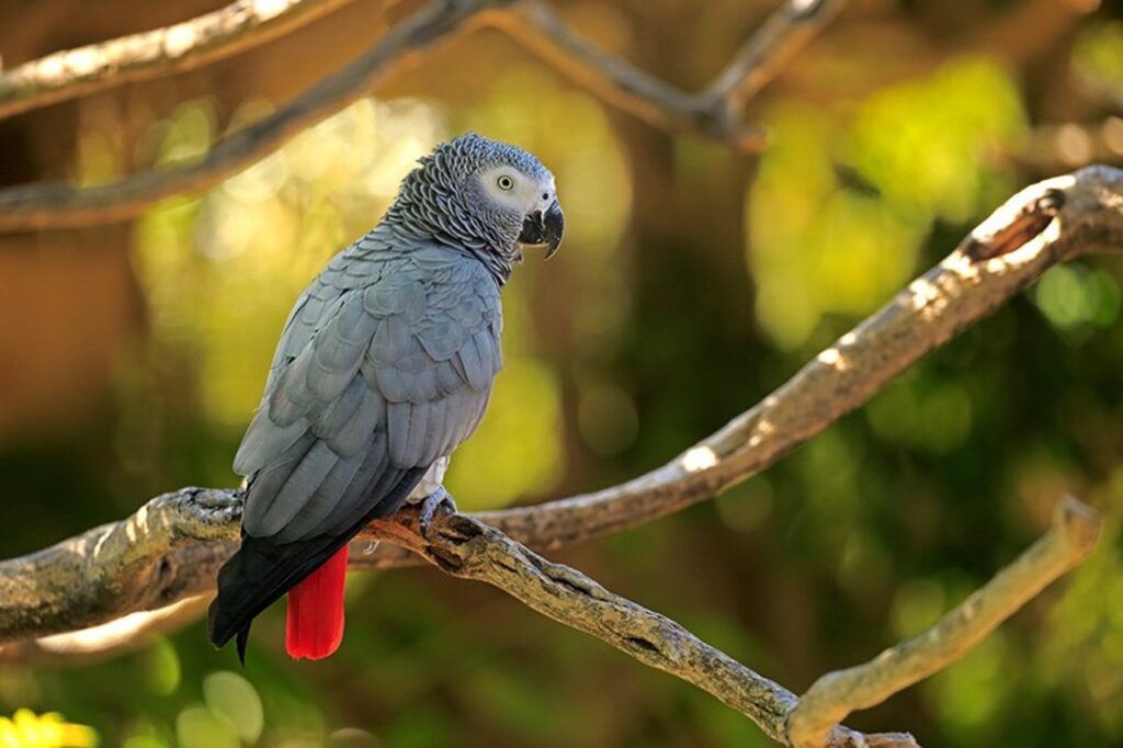 African grey parrot lifespan