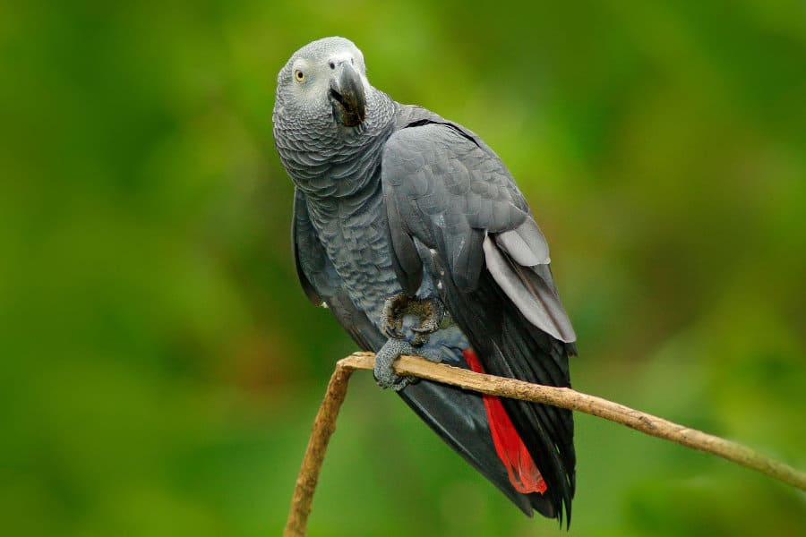 African grey parrot lifespan