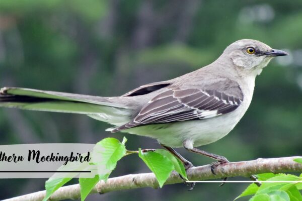 Northern Mockingbird