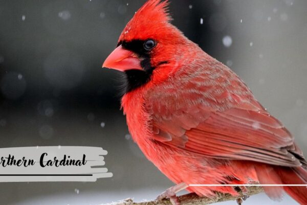 Northern Cardinal