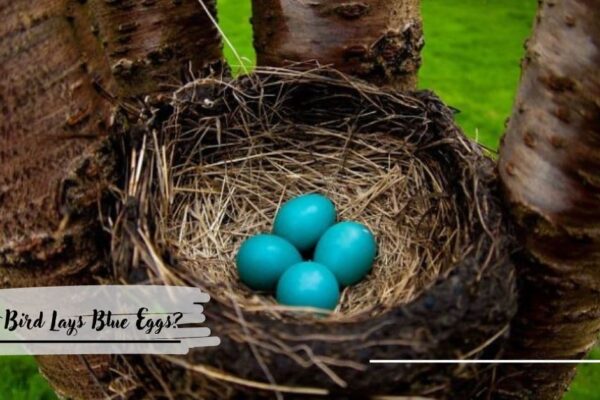 What Bird Lays Blue Eggs