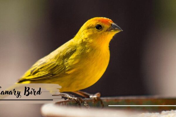 Canary Bird