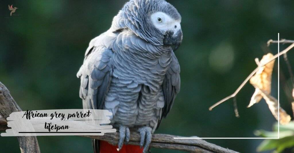 African Grey Parrot Lifespan