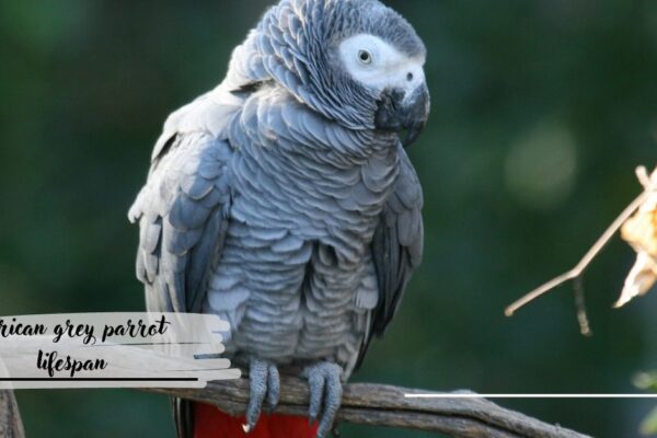 African Grey Parrot Lifespan