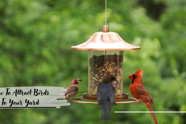 How To Attract Birds To Your Yard