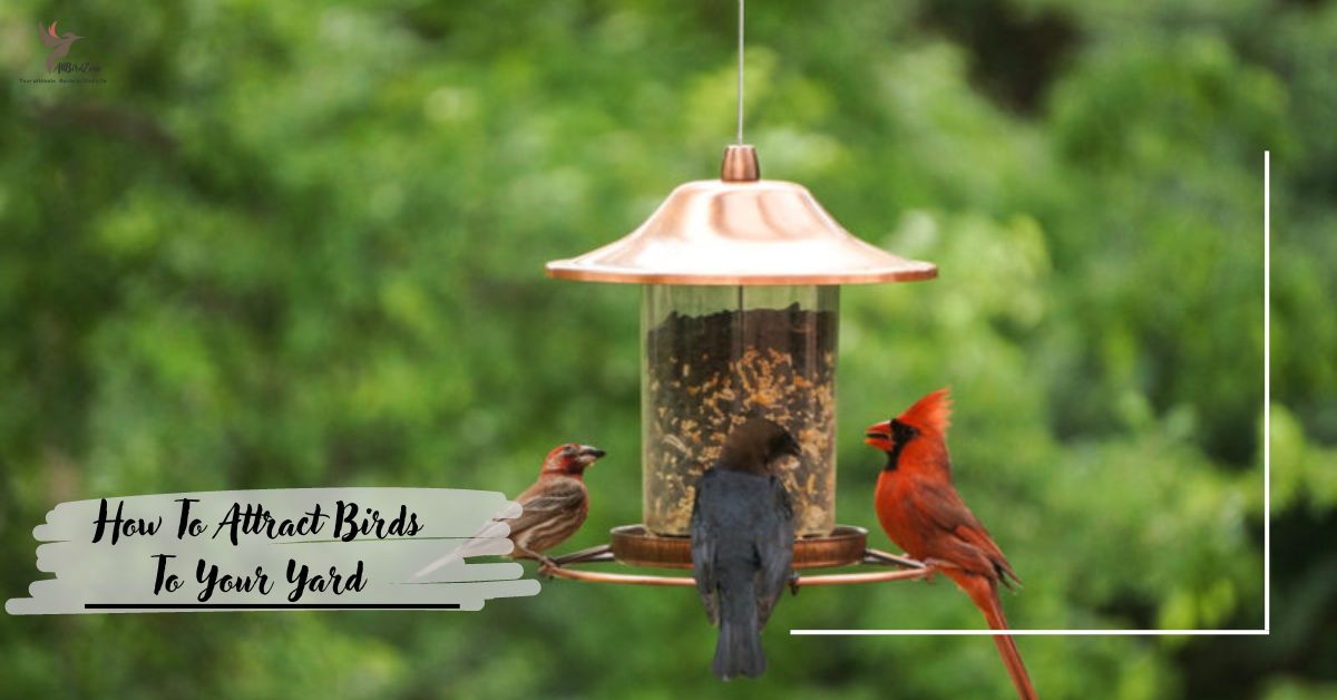 How To Attract Birds To Your Yard