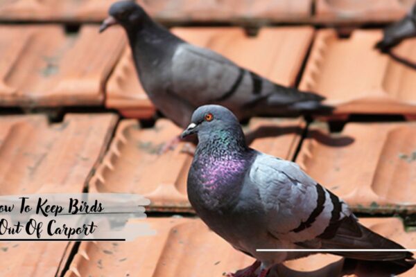 How To Keep Birds Out Of Carport