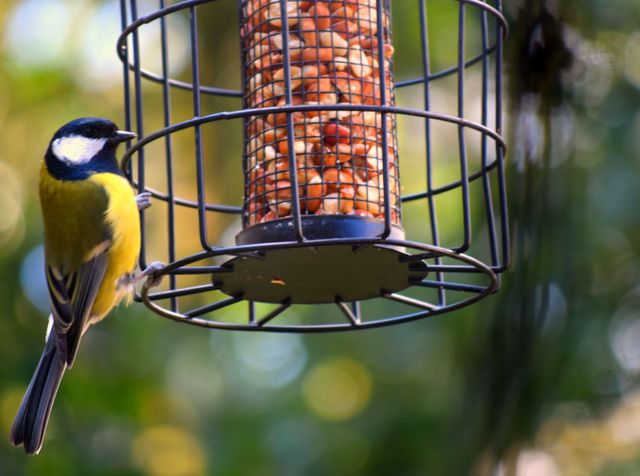 How to attract birds to your yard