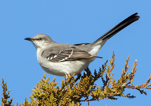 Northern Mockingbird