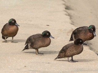 Flightless New Zealand Bird