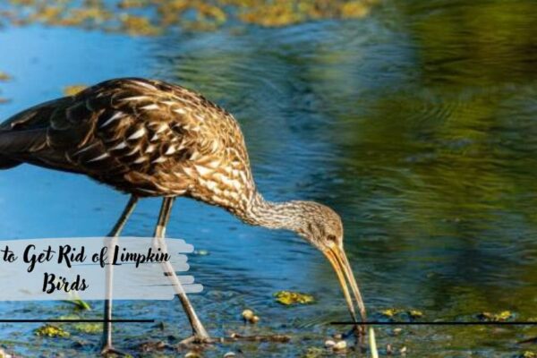 How to Get Rid of Limpkin Birds