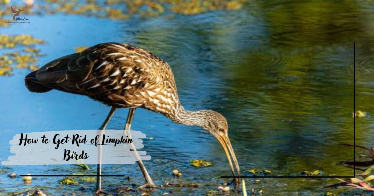 How to Get Rid of Limpkin Birds