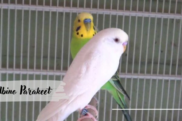 Albino Parakeet