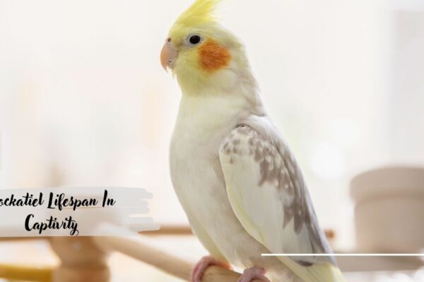 Cockatiel Lifespan In Captivity