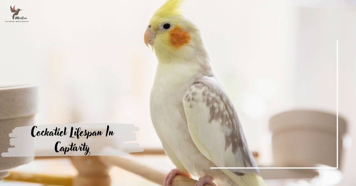 Cockatiel Lifespan In Captivity