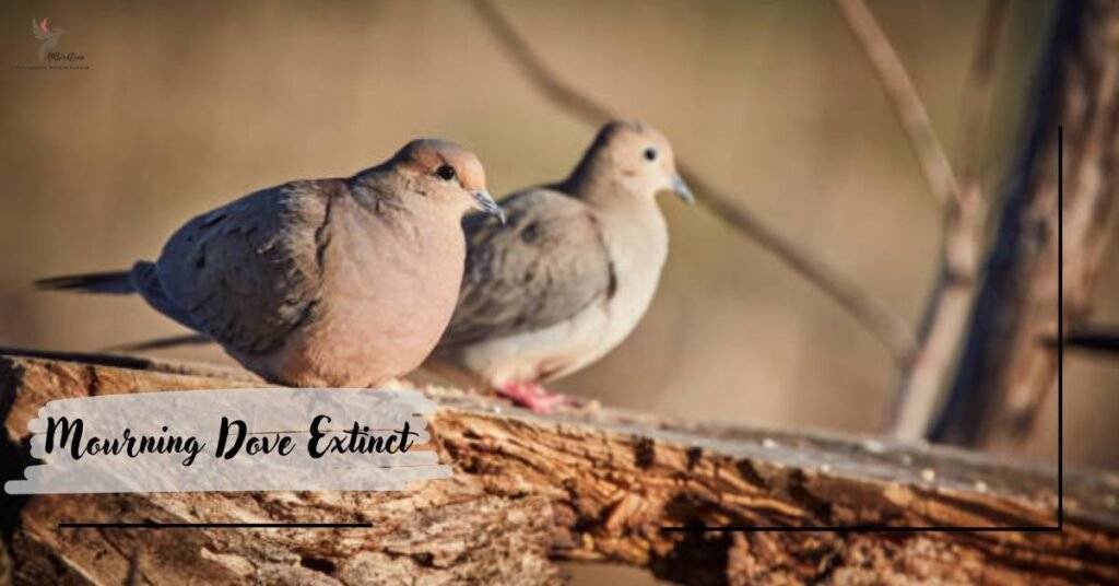 Mourning Dove Extinct