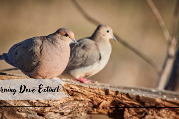 Mourning Dove Extinct