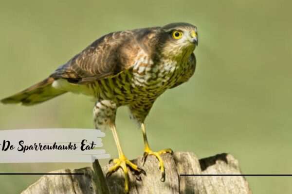 What Do Sparrowhawks Eat