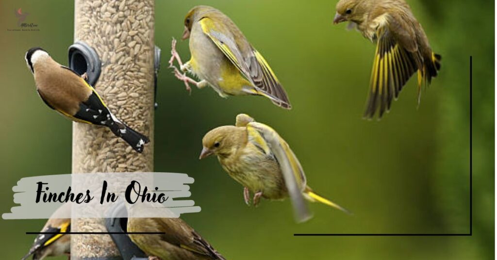 Finches In Ohio