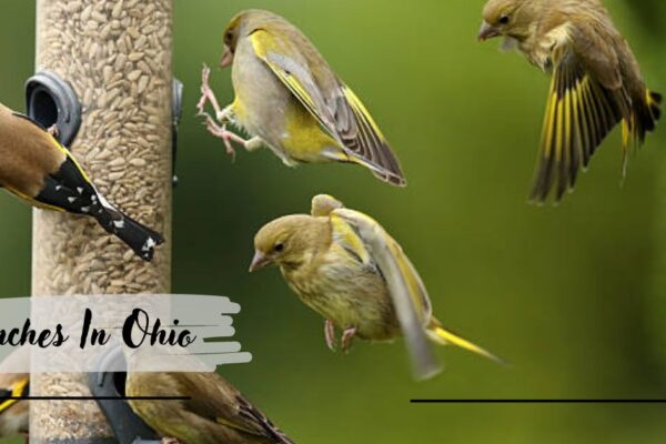 Finches In Ohio