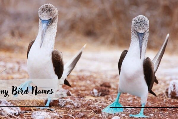 Funny Bird Names