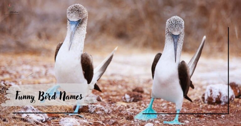 Funny Bird Names