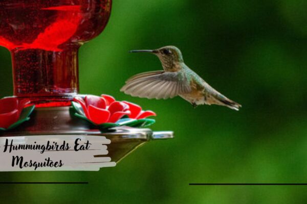 Do Hummingbirds Eat Mosquitoes