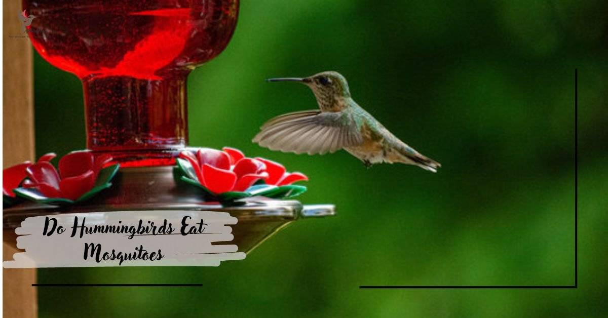 Do Hummingbirds Eat Mosquitoes