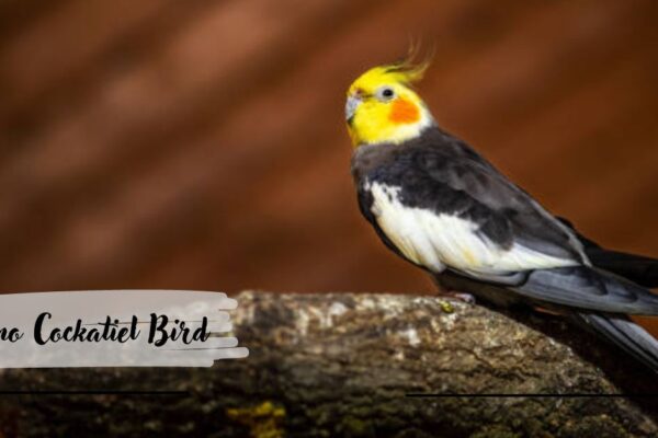 Lutino Cockatiel Bird