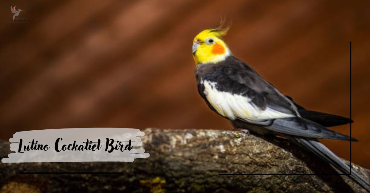 Lutino Cockatiel Bird