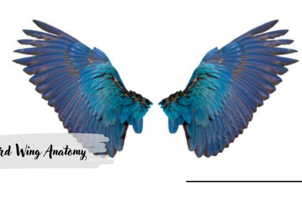 Bird Wing Anatomy