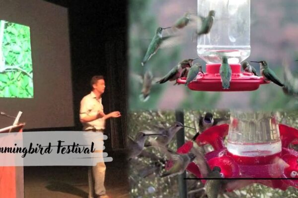 Hummingbird Festival