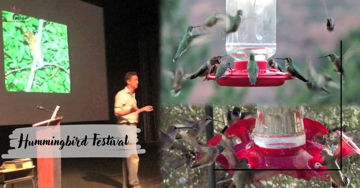 Hummingbird Festival