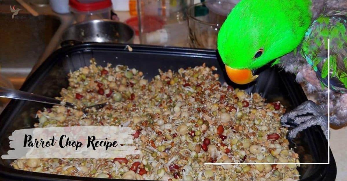 Parrot Chop Recipe