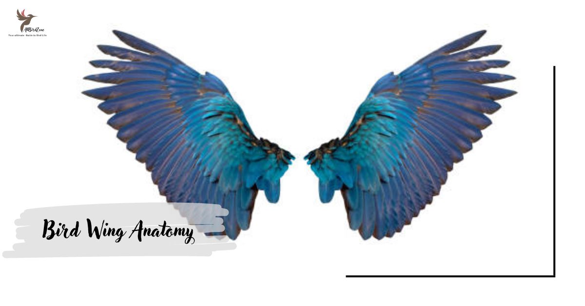 Bird Wing Anatomy