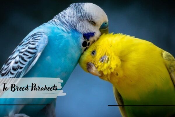 How To Breed Parakeets