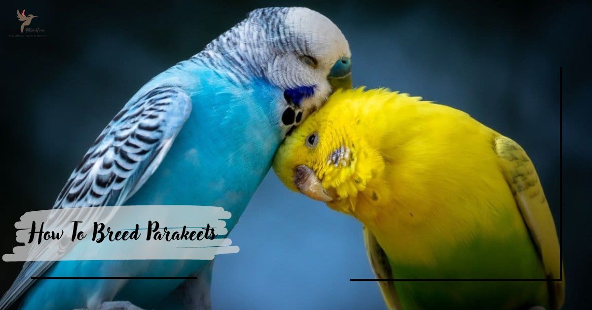 How To Breed Parakeets