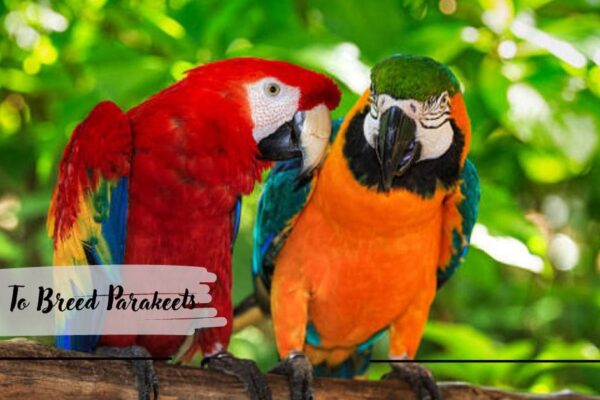 Parrot Diet and Nutrition