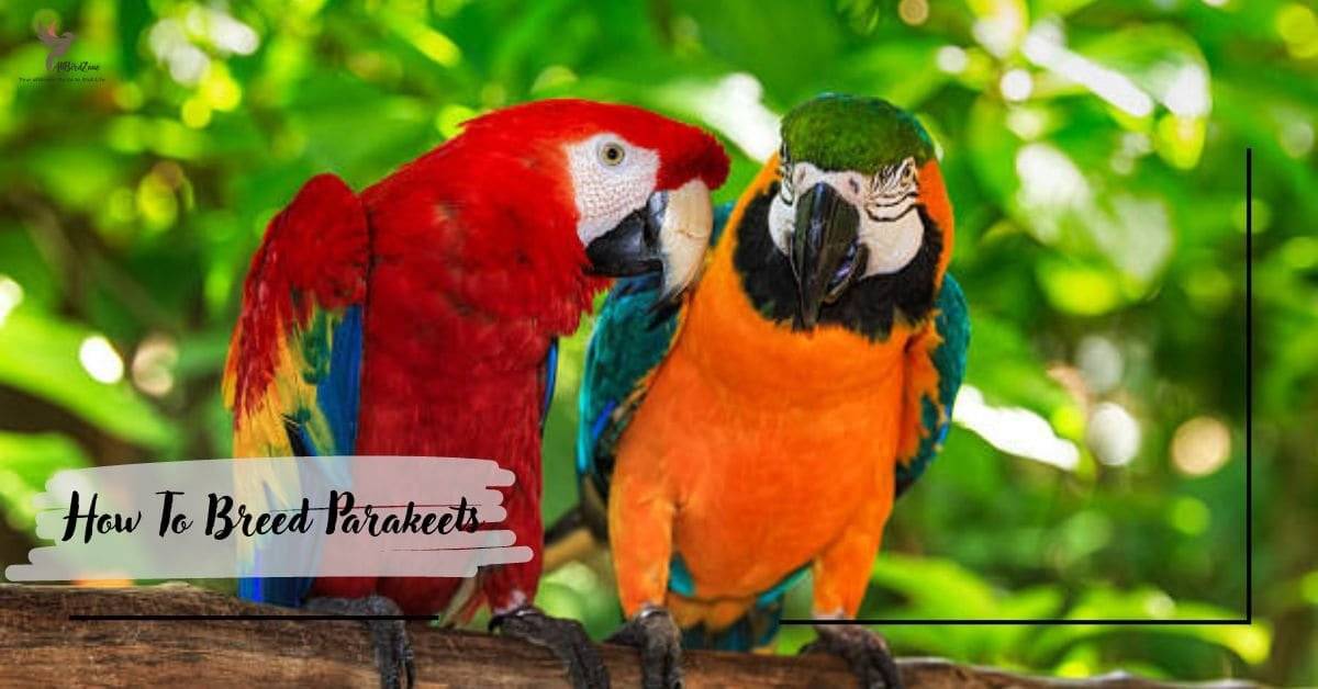 Parrot Diet and Nutrition