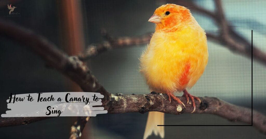 How to Teach a Canary to Sing