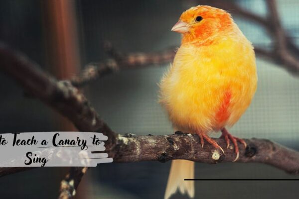 How to Teach a Canary to Sing