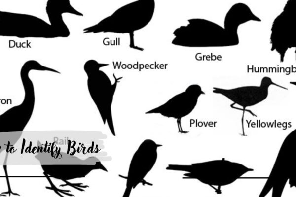 How to Identify Birds