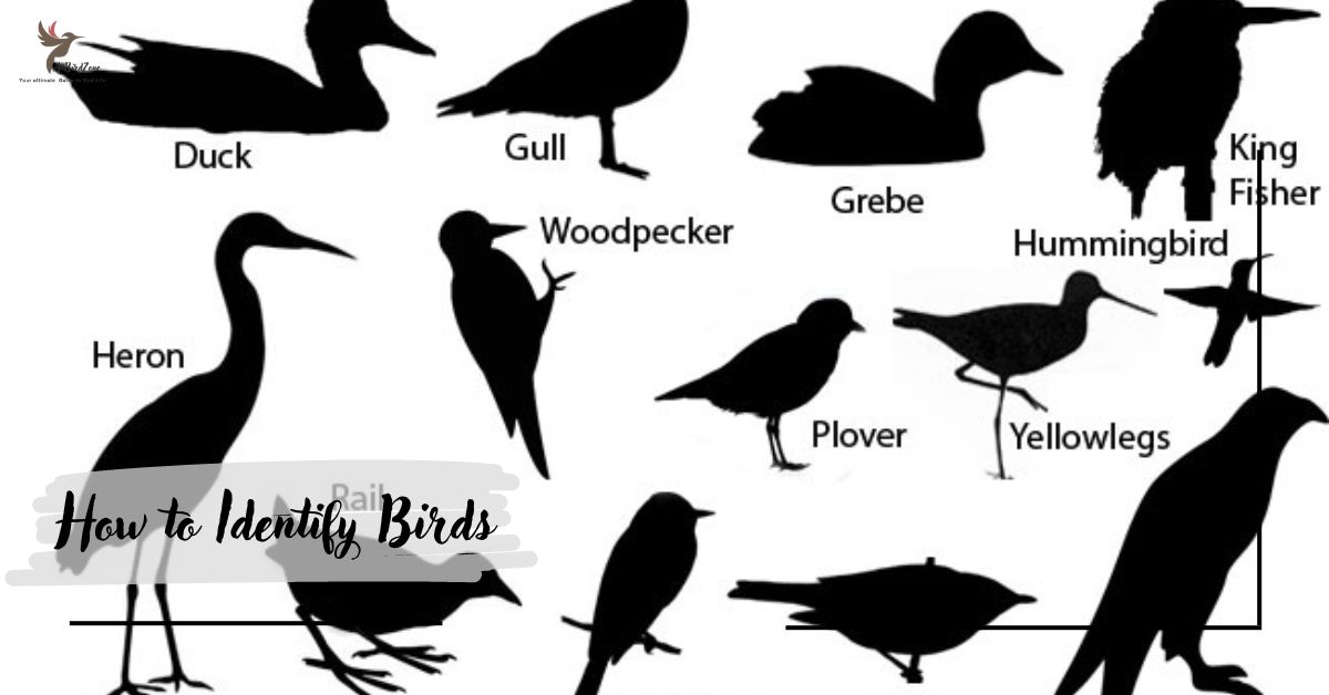 How to Identify Birds