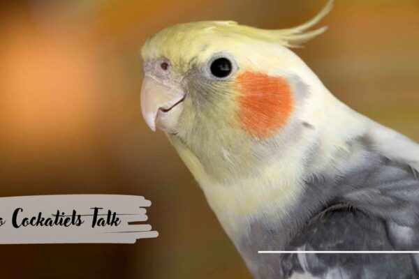 do cockatiels talk