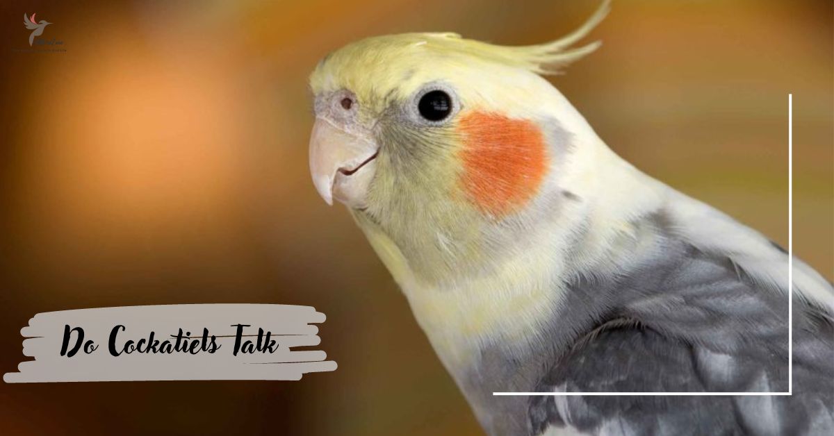 do cockatiels talk