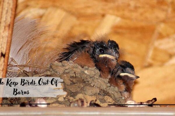 How To Keep Birds Out Of Barns