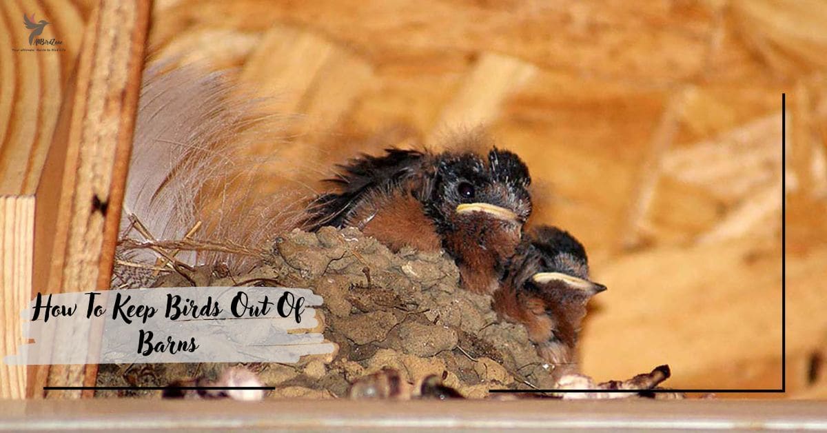 How To Keep Birds Out Of Barns