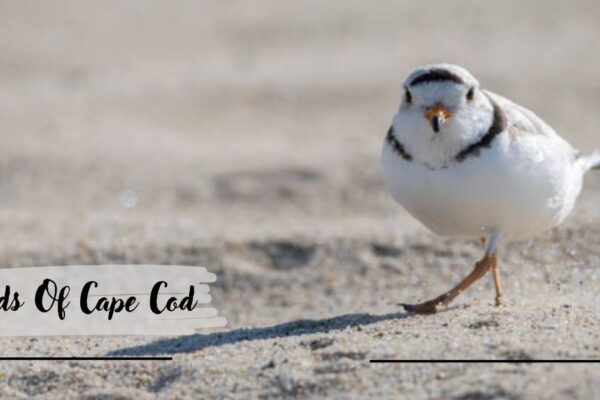 Birds Of Cape Cod